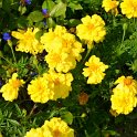 Tagetes x 'Zenith jaune citron'